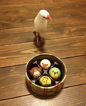 文鳥のすすめ